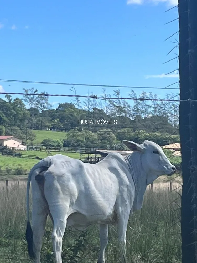 Fazenda - Foto 41