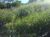Terreno, 10000 m² - Foto 4