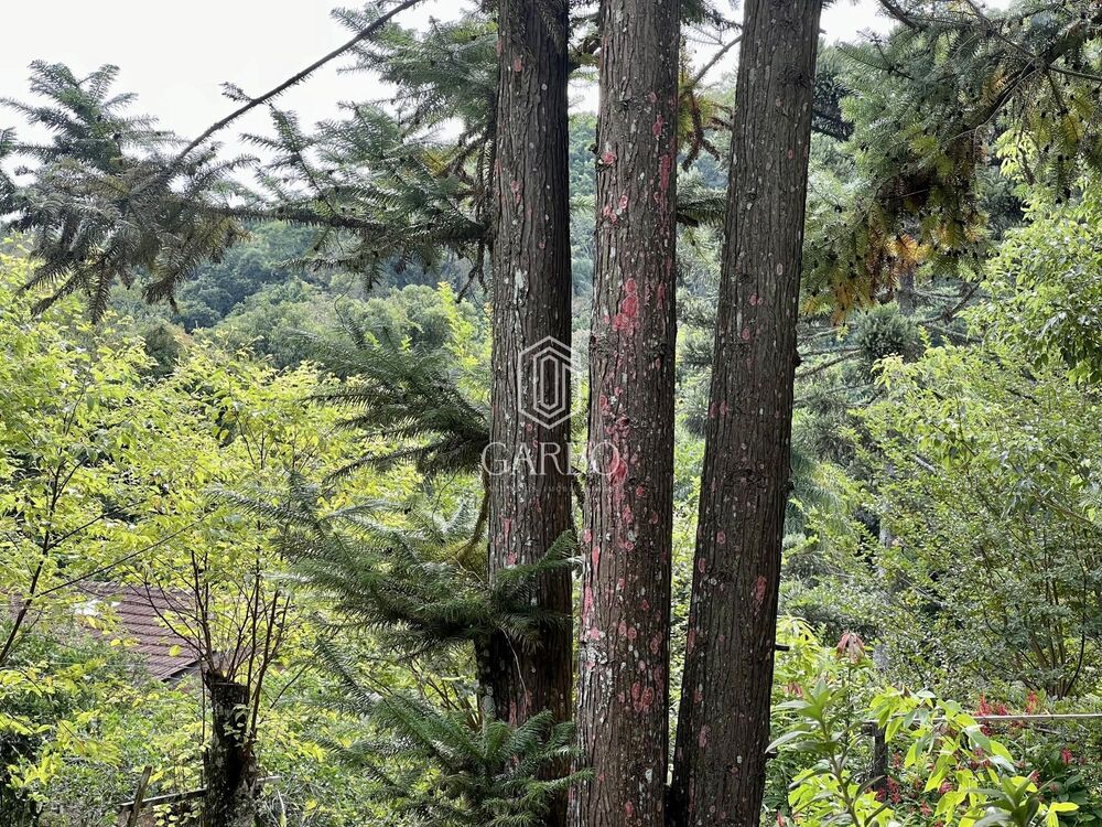 Chácara à venda com 3 quartos, 18000m² - Foto 2