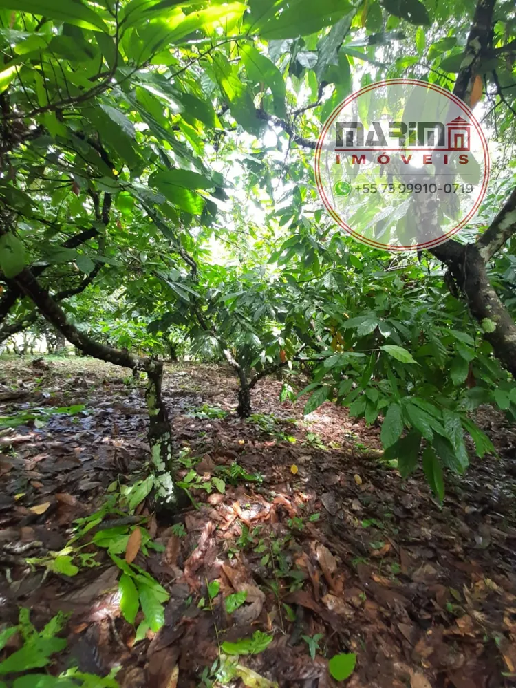 Sítio, 12 hectares - Foto 4