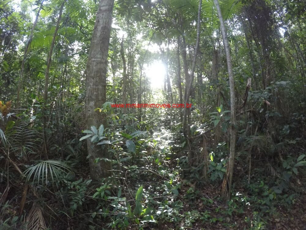 Haras e Área Rural Padrão à venda, 245000m² - Foto 7