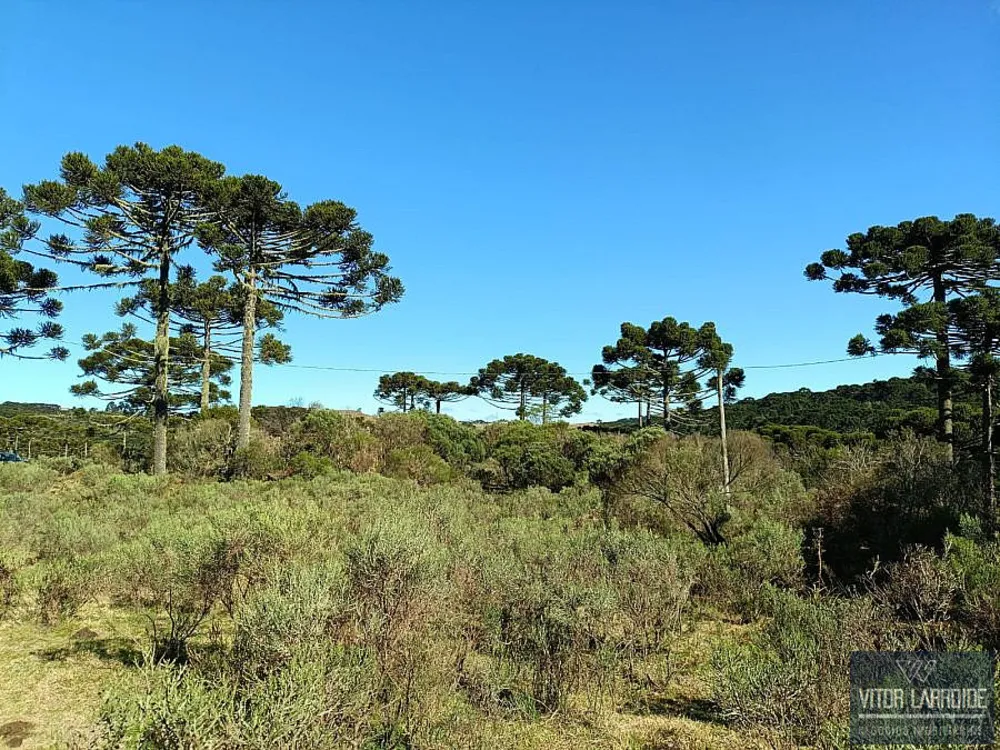 Fazenda, 4 hectares - Foto 6