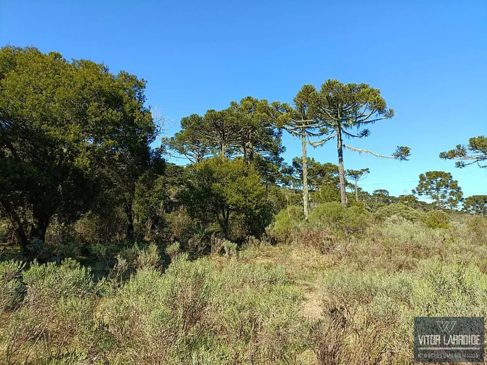 Fazenda, 4 hectares - Foto 7