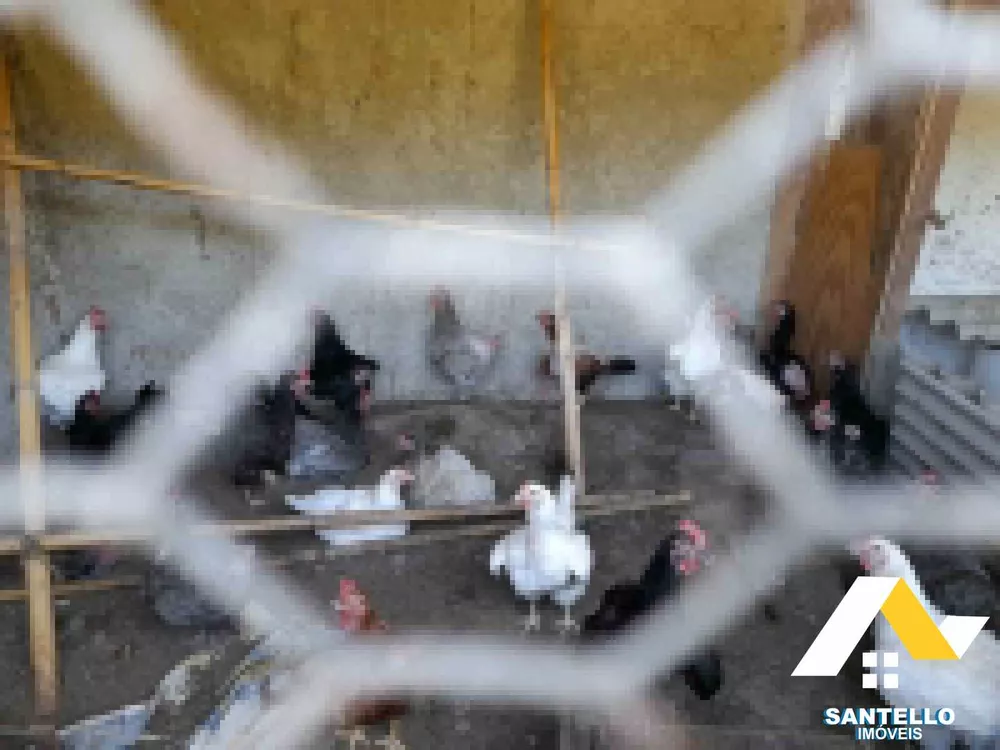 Sítio, 3 hectares - Foto 12