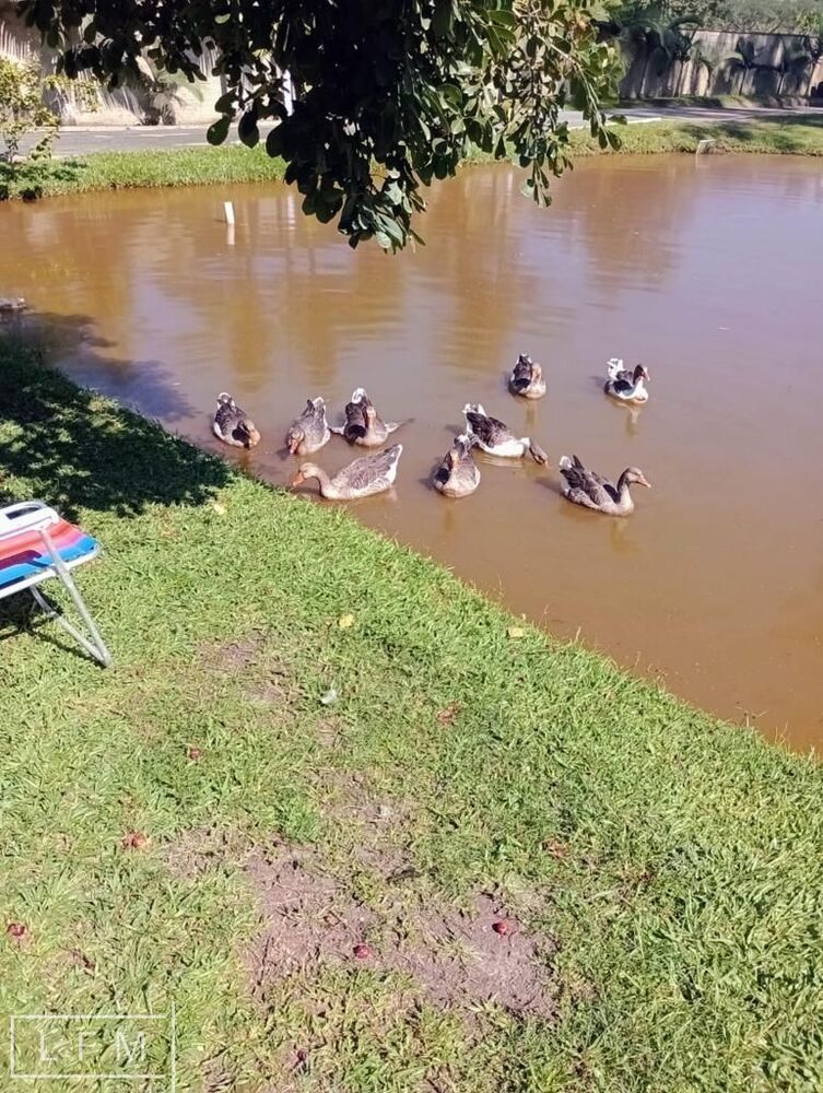 Chácara à venda com 3 quartos, 5600m² - Foto 11