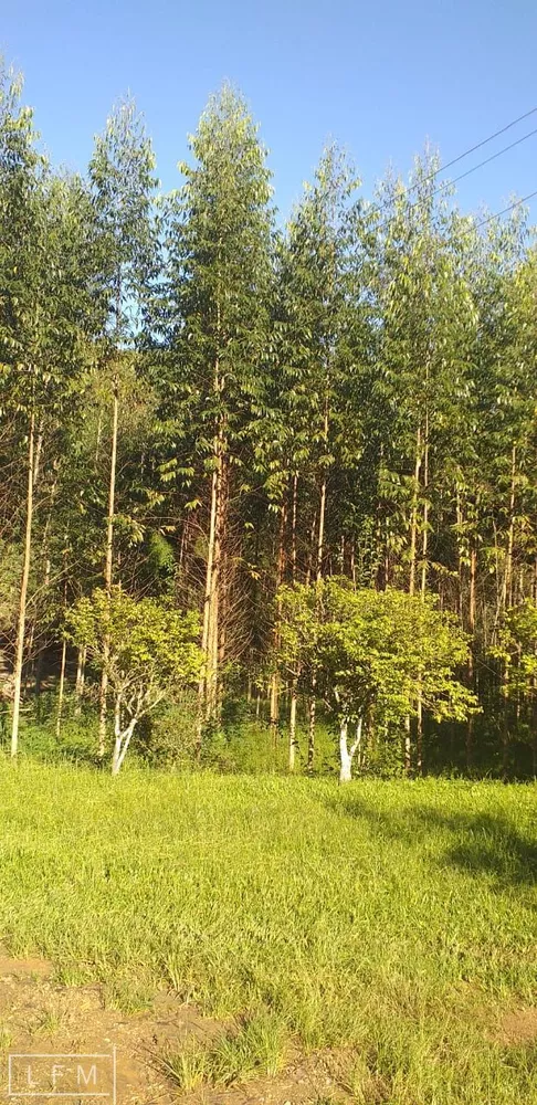 Sítio, 2 quartos, 5 hectares - Foto 4