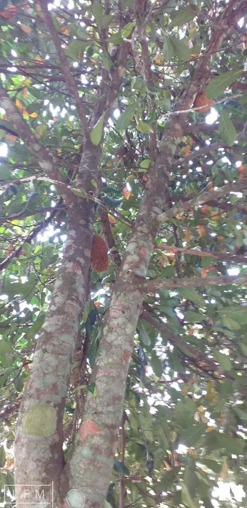 Sítio, 2 quartos, 5 hectares - Foto 11