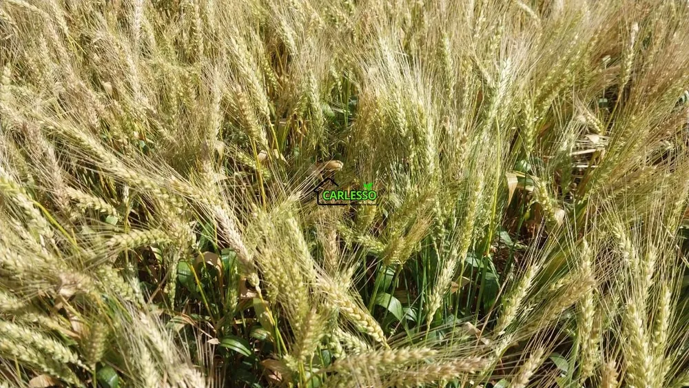 Fazenda, 11 hectares - Foto 14