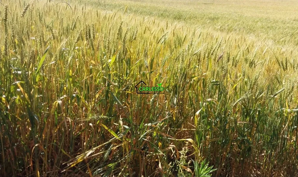 Fazenda, 11 hectares - Foto 12