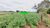 Loteamento e Condomínio, 14 hectares - Foto 1