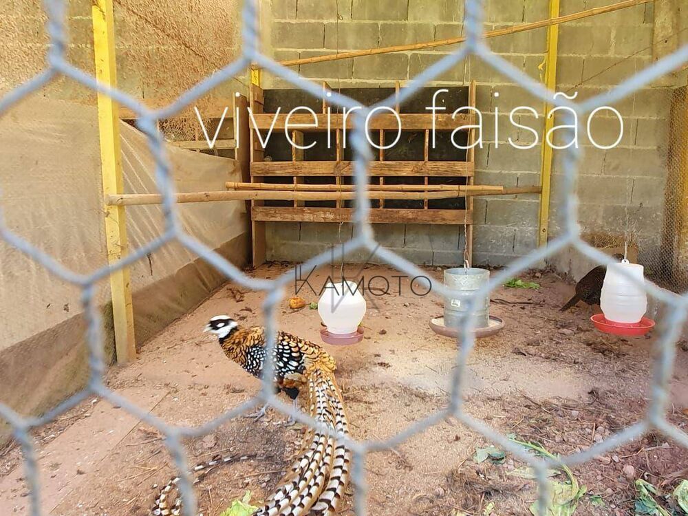 Chácara à venda com 2 quartos, 250m² - Foto 4