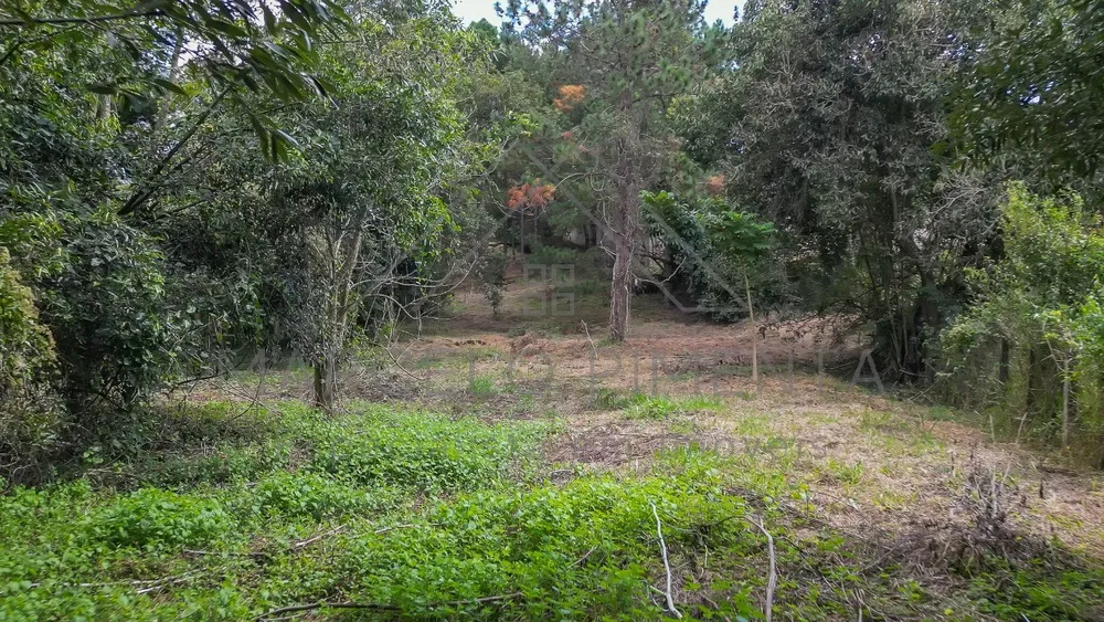 Terreno, 2 hectares - Foto 6