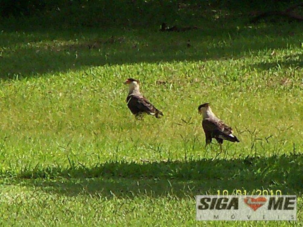 Chácara, 6 quartos, 4 hectares - Foto 4