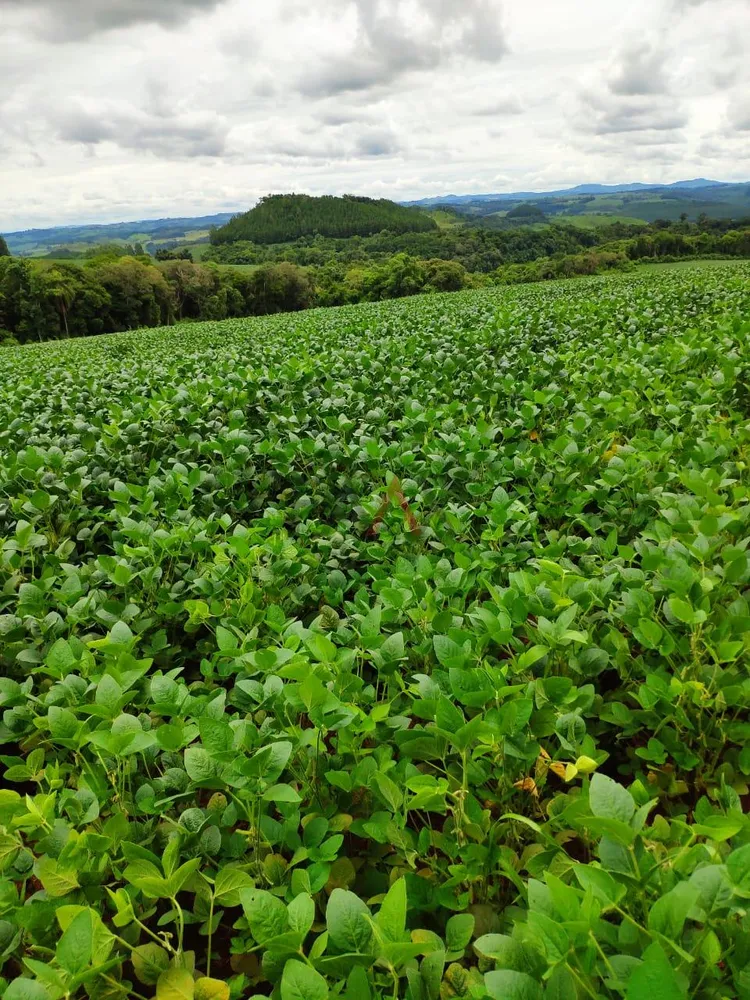 Fazenda - Foto 6