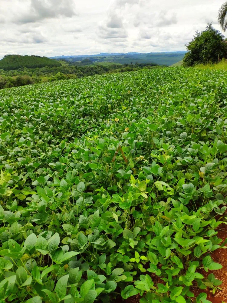 Fazenda - Foto 4