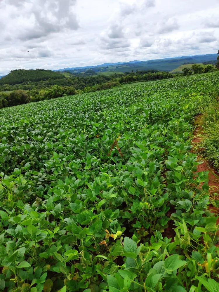 Fazenda - Foto 5