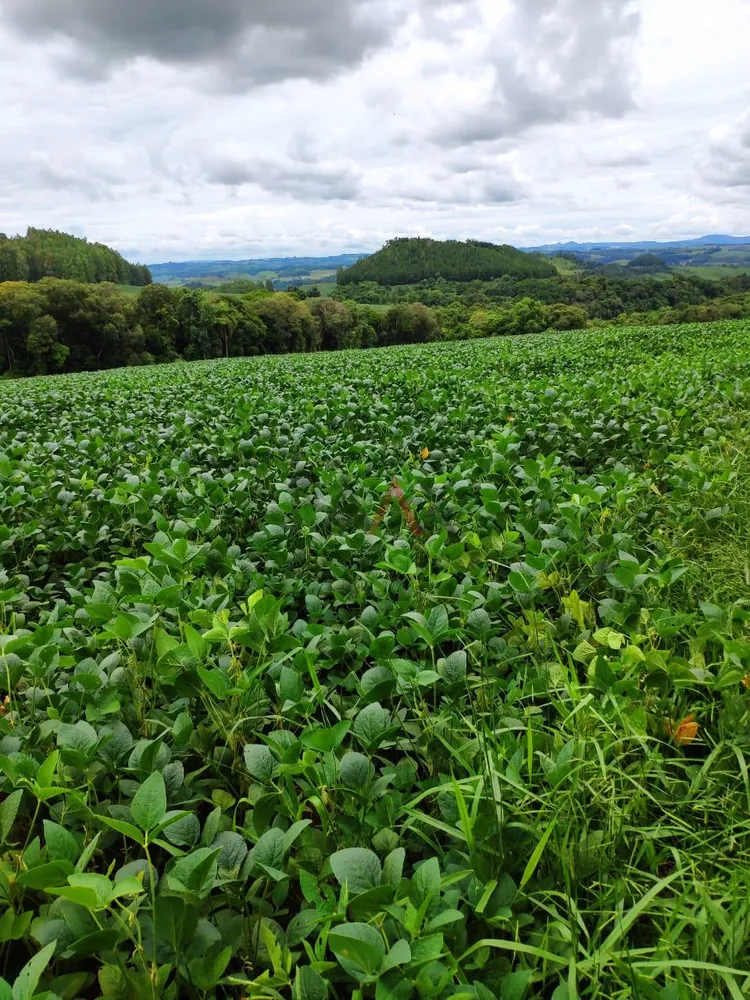 Fazenda - Foto 3