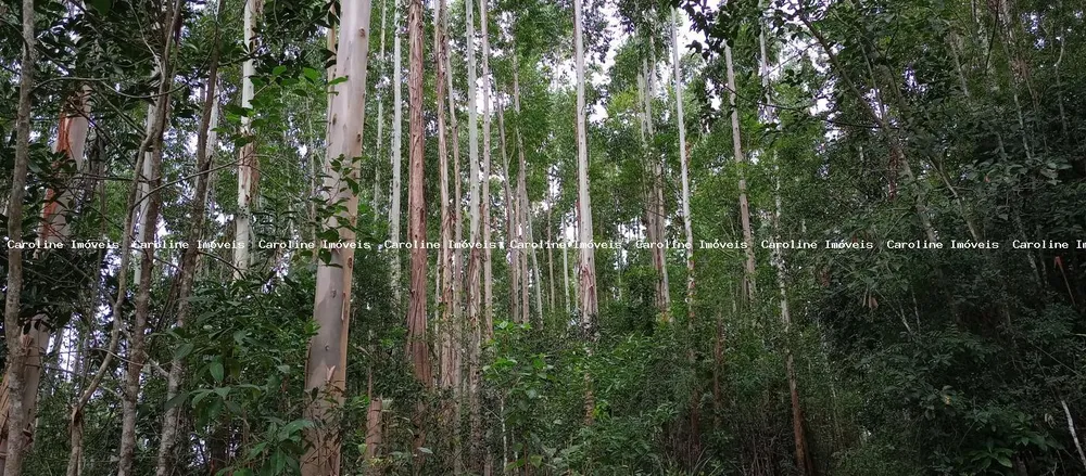 Fazenda, 42 hectares - Foto 3