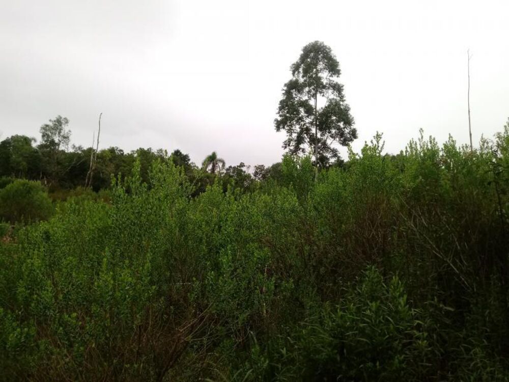 Chácara, 5000 m² - Foto 7