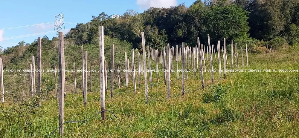 Fazenda, 19 hectares - Foto 8