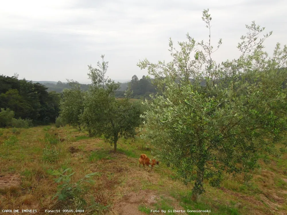 Fazenda, 49 hectares - Foto 1