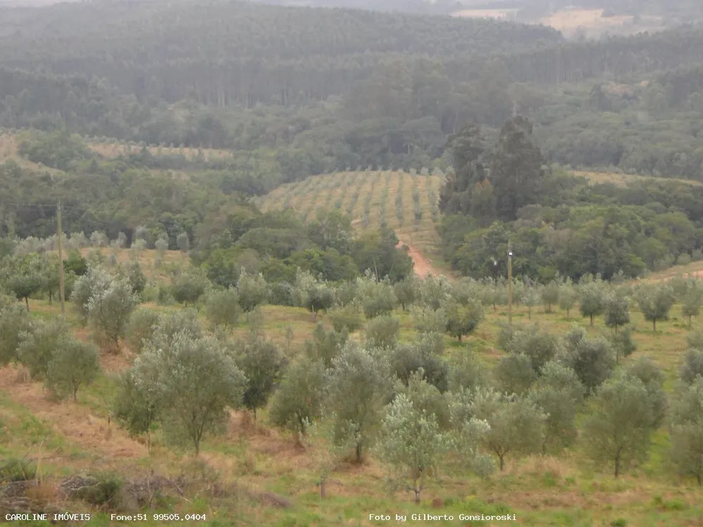 Fazenda, 49 hectares - Foto 4