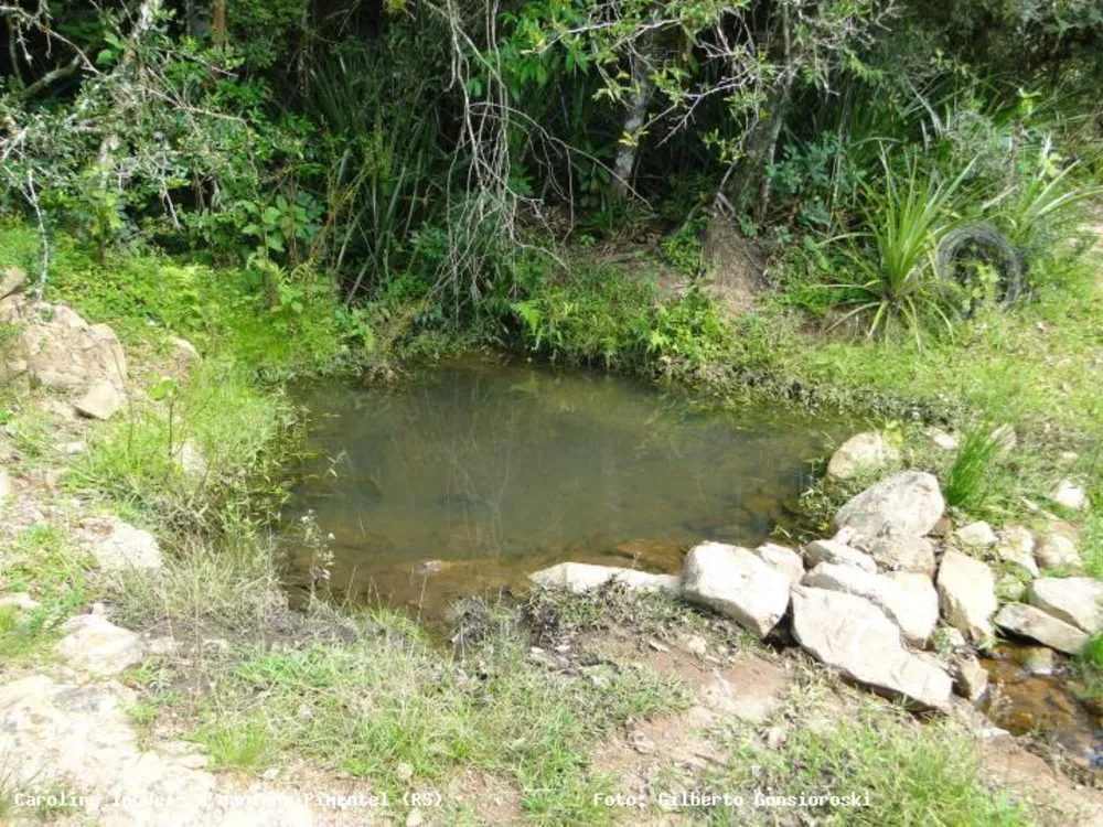 Chácara, 3 quartos, 16 hectares - Foto 2