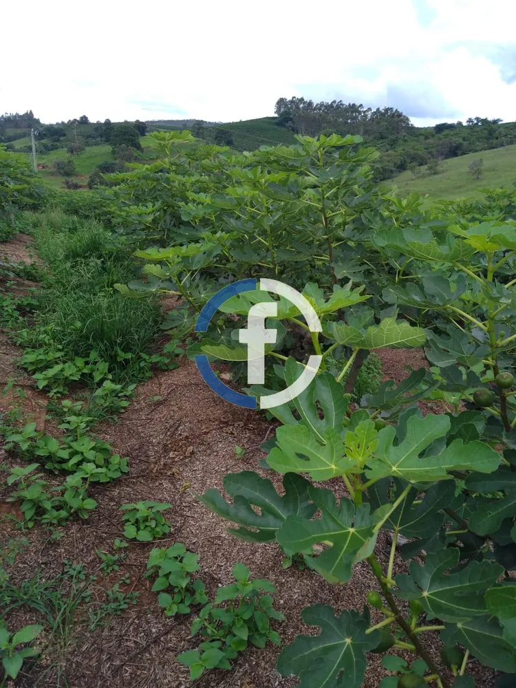 Sítio, 3 quartos, 10 hectares - Foto 3