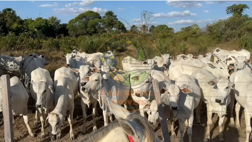 Fazenda - Foto 3