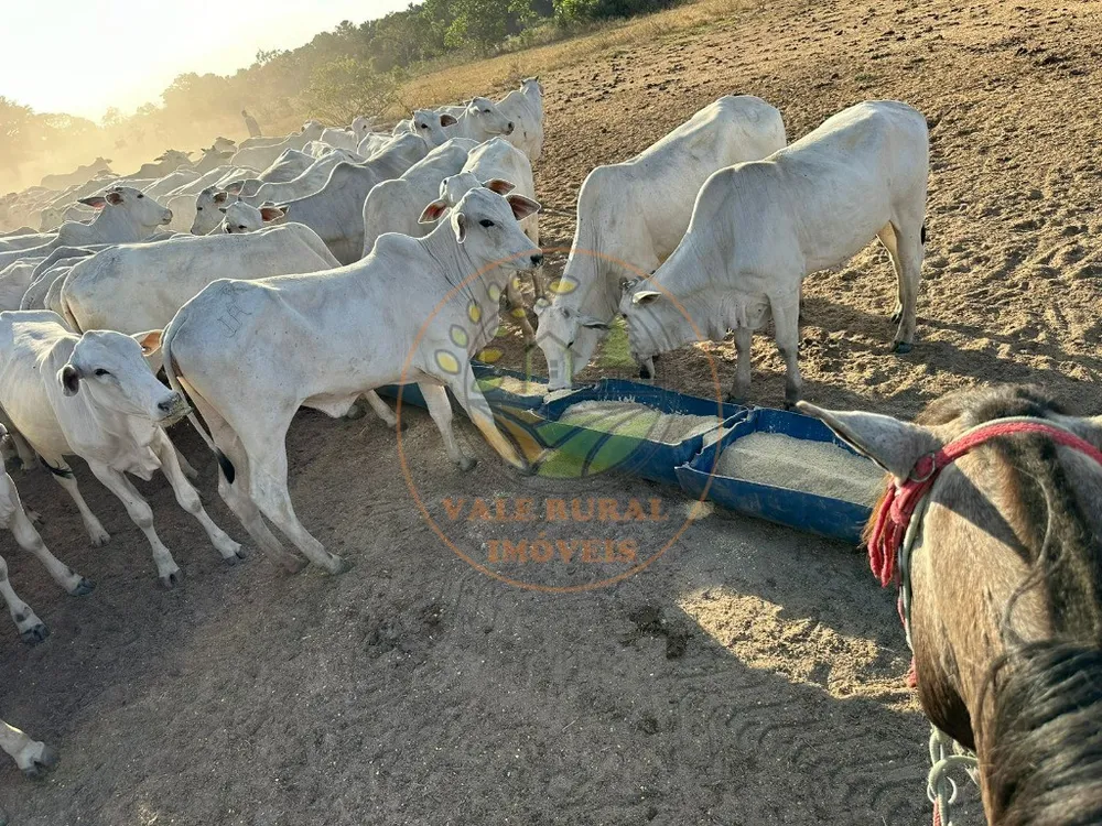 Fazenda - Foto 5