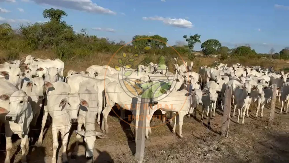 Fazenda - Foto 8