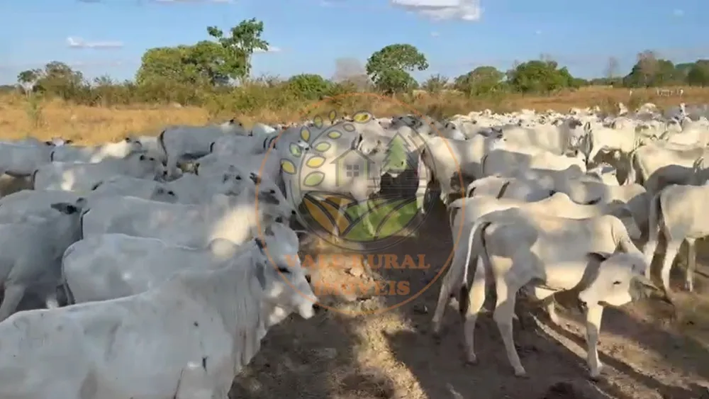 Fazenda - Foto 4