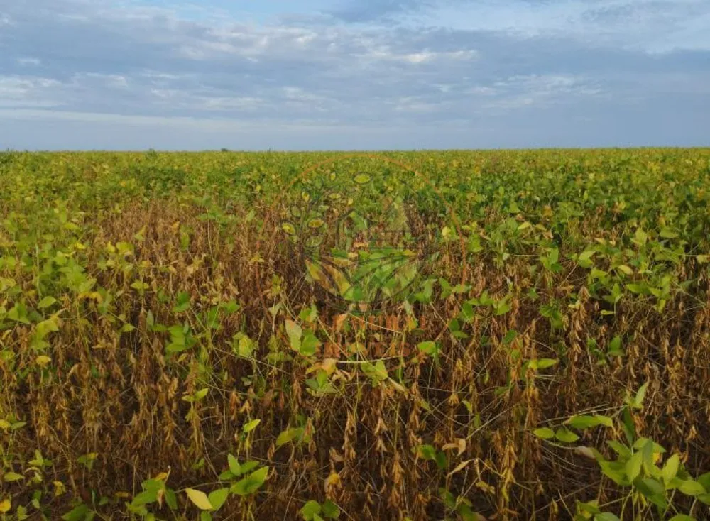 Fazenda - Foto 1