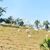 Fazenda - Foto 4