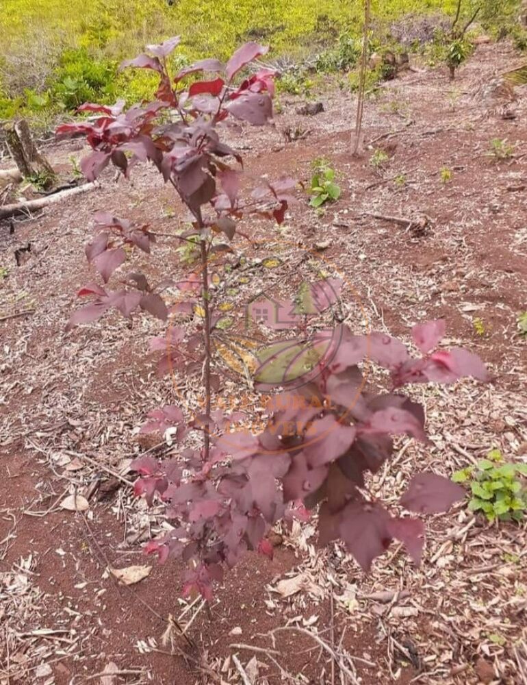 Chácara, 2 quartos - Foto 20