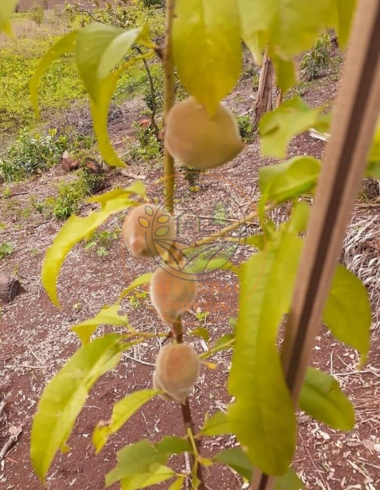 Chácara, 2 quartos - Foto 21