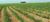 Fazenda - Foto 1