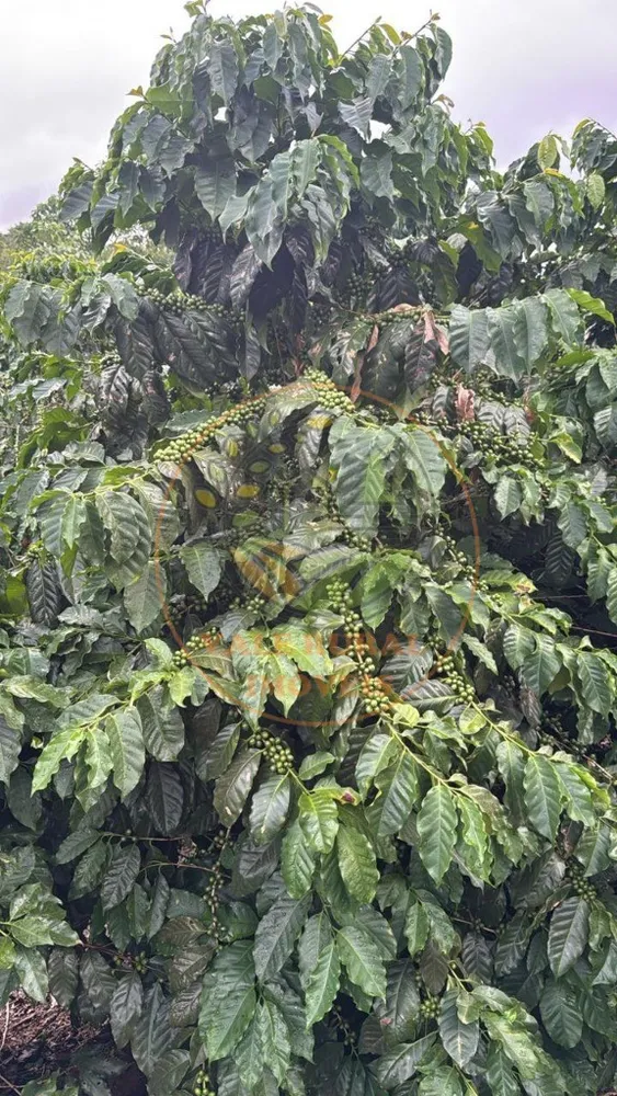 Fazenda - Foto 8