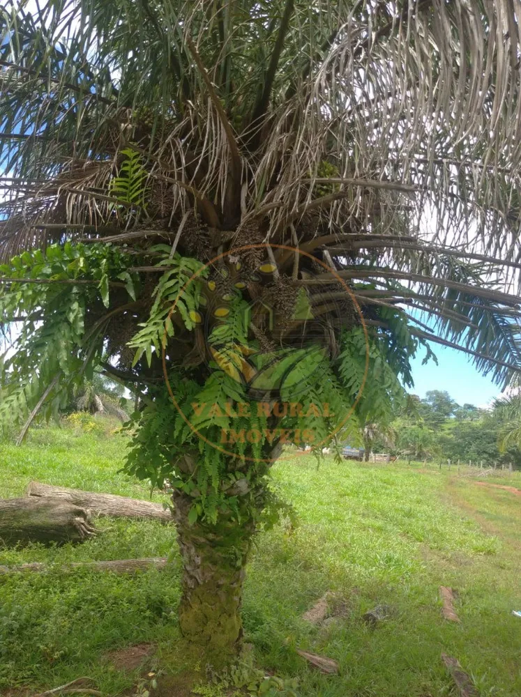 Fazenda - Foto 4