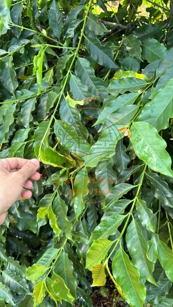 Fazenda, 2 quartos - Foto 5