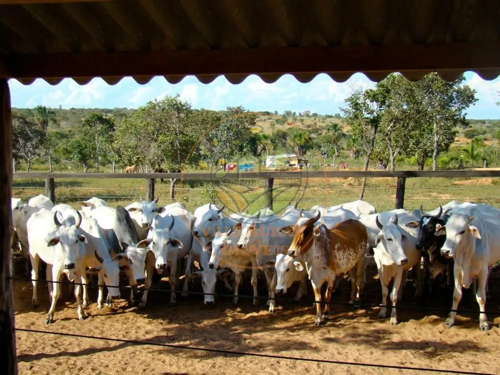 Fazenda, 4 quartos - Foto 8