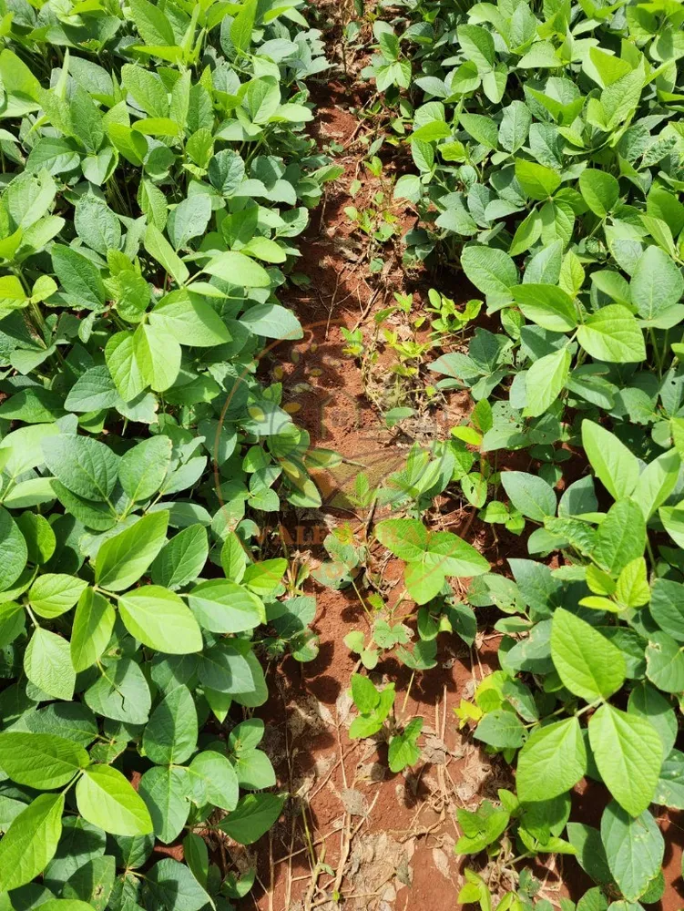Fazenda, 1 quarto - Foto 9