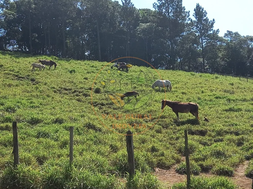 Sítio, 4 quartos, 11 hectares - Foto 4