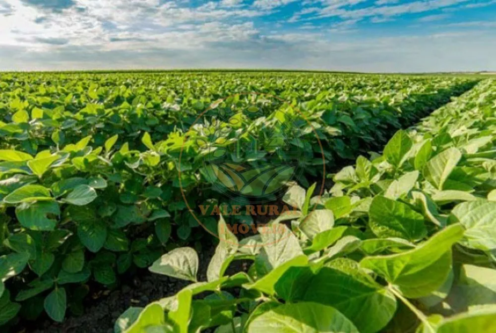 Fazenda - Foto 5