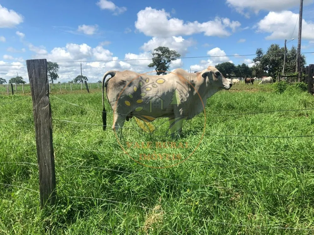 Fazenda, 3 quartos - Foto 4