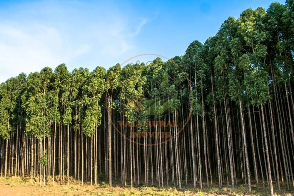 Fazenda, 4 quartos - Foto 4