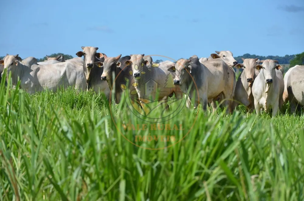 Fazenda, 4 quartos - Foto 6