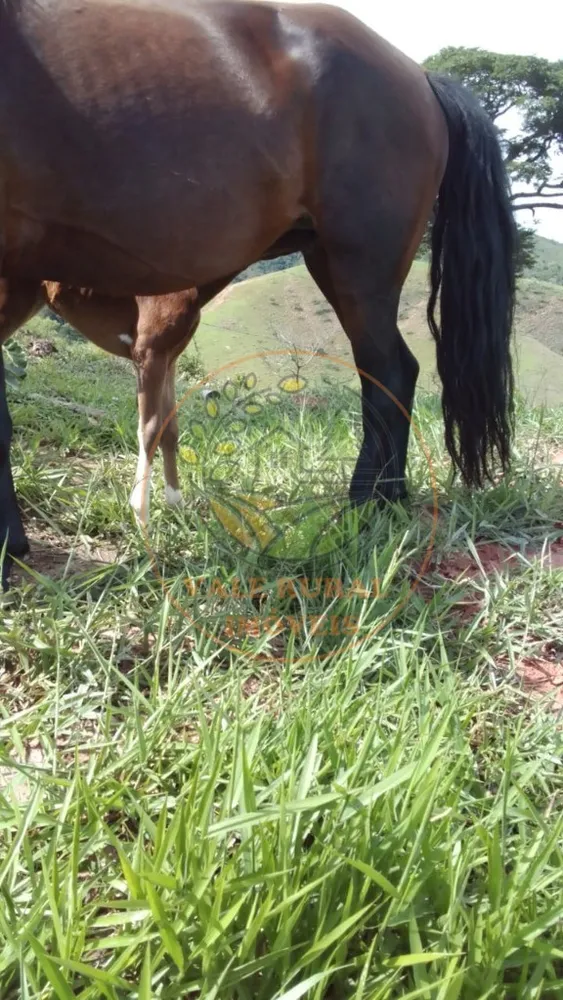 Fazenda, 40 m² - Foto 7