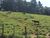 Sítio, 4 quartos, 11 hectares - Foto 2