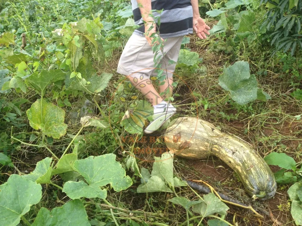 Fazenda, 2 quartos - Foto 6